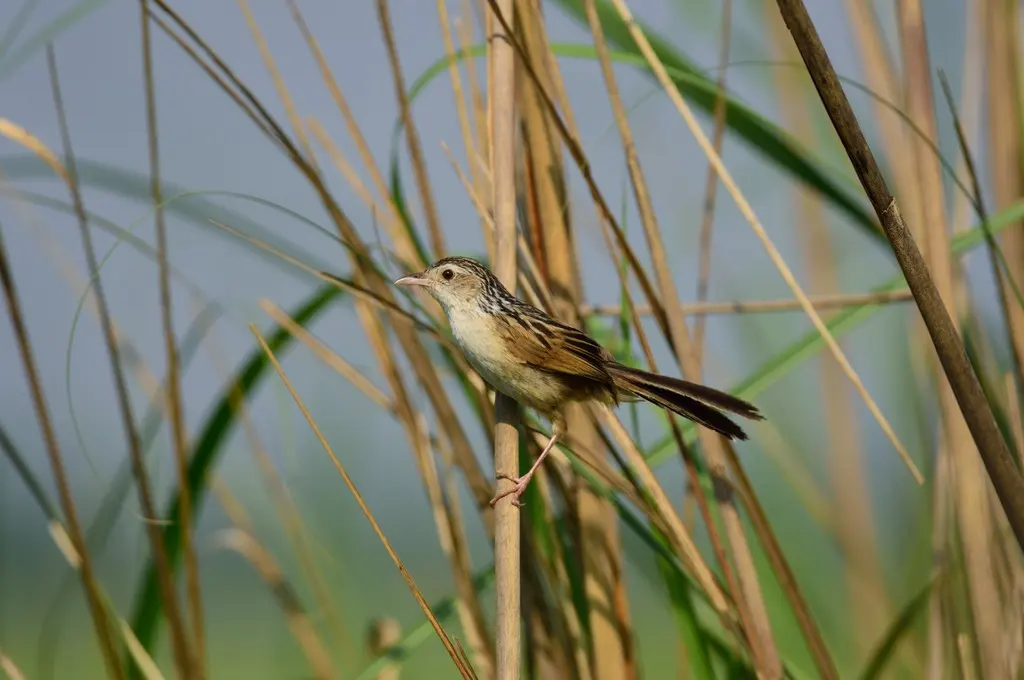 南亚草鹛(Graminicola bengalensis)