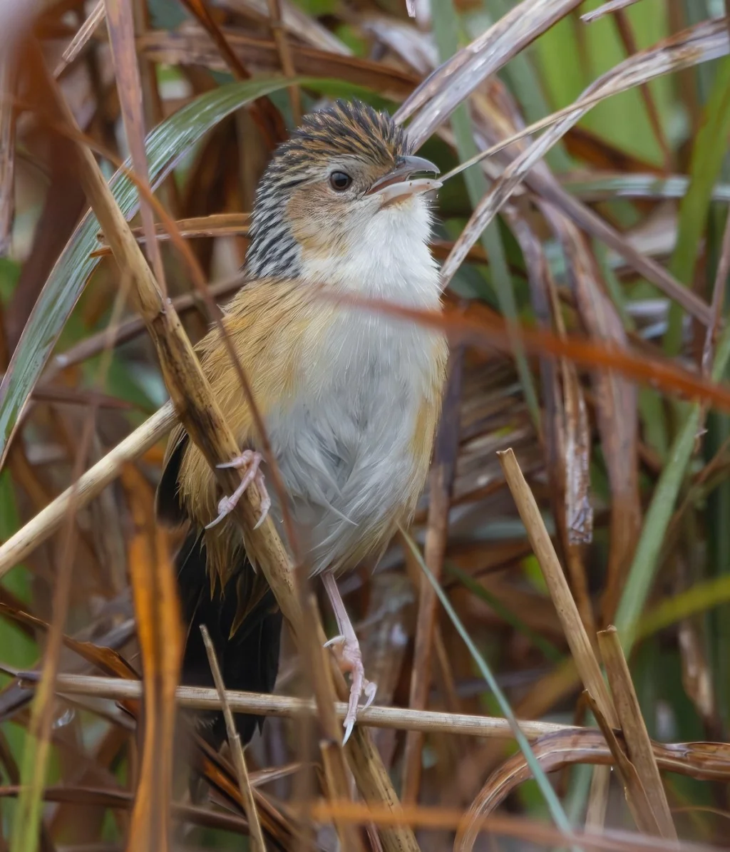 中华草鹛(Graminicola striatus)