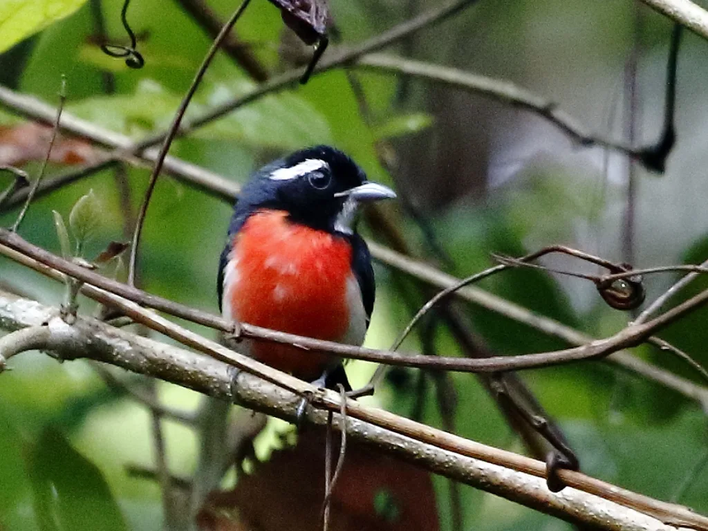 玫胸䳭莺(Granatellus pelzelni)
