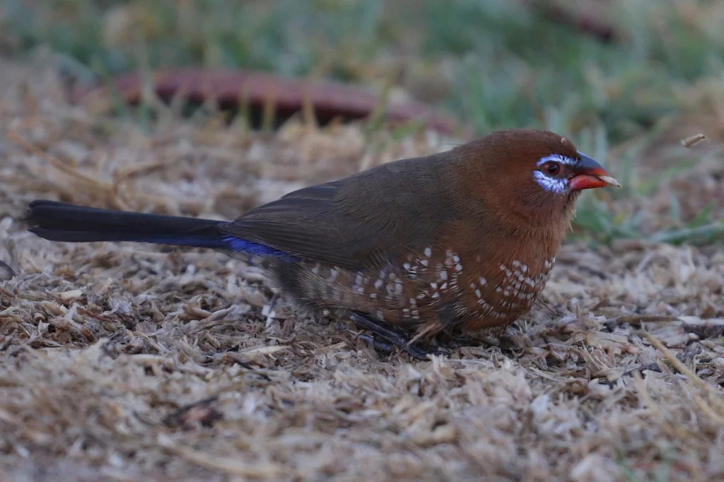 紫蓝饰雀(Granatina ianthinogaster)