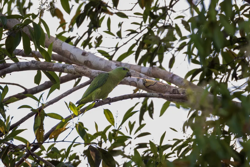 短尾鹦哥(Graydidascalus brachyurus)