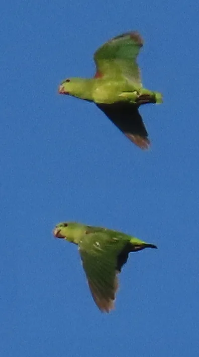 短尾鹦哥(Graydidascalus brachyurus)