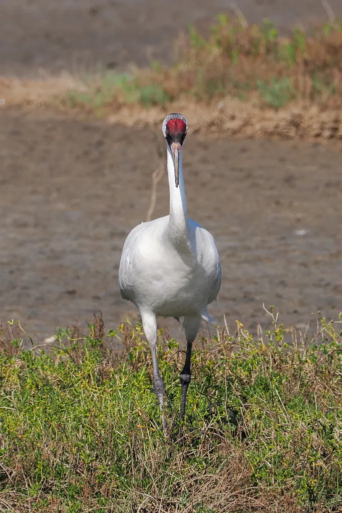 美洲鹤(Grus americana)