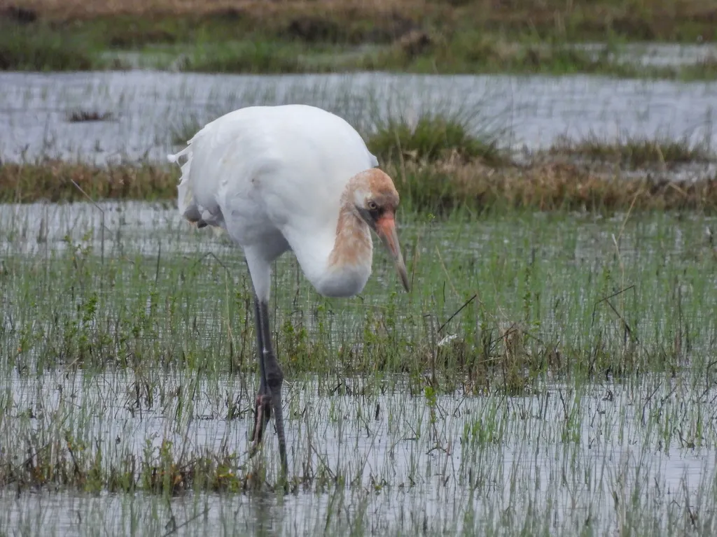 美洲鹤(Grus americana)