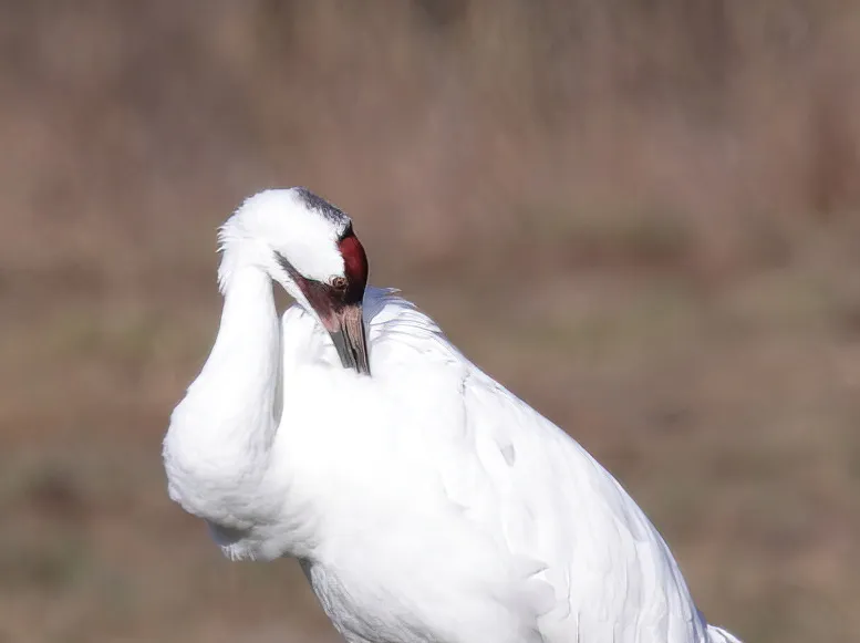 美洲鹤(Grus americana)