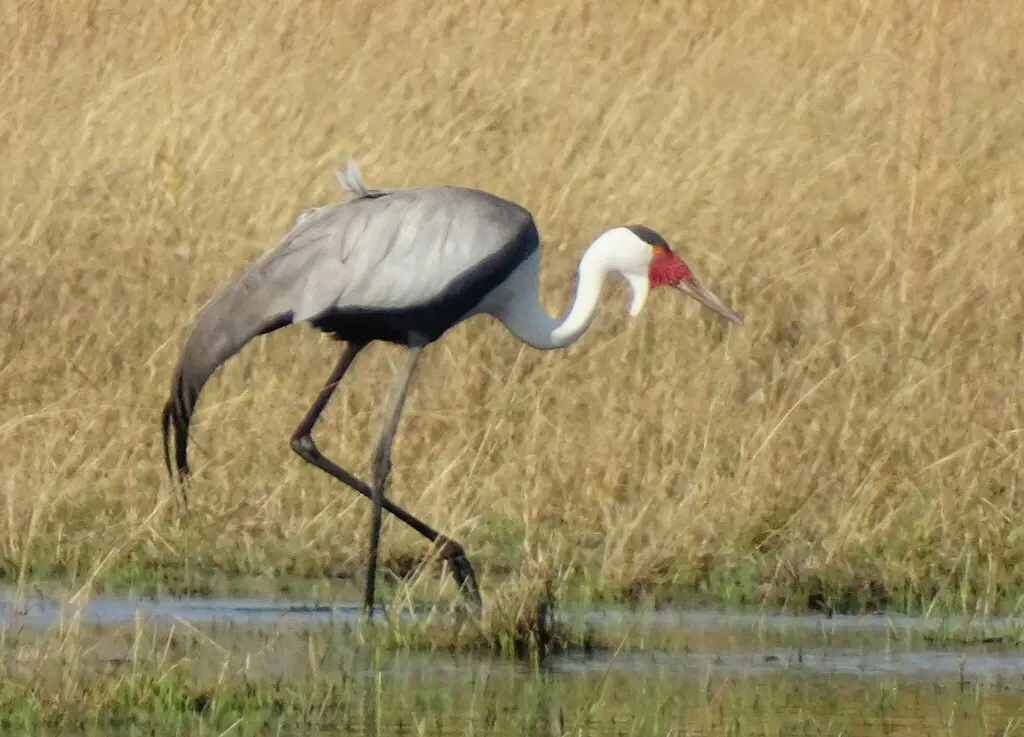 肉垂鹤(Grus carunculata)