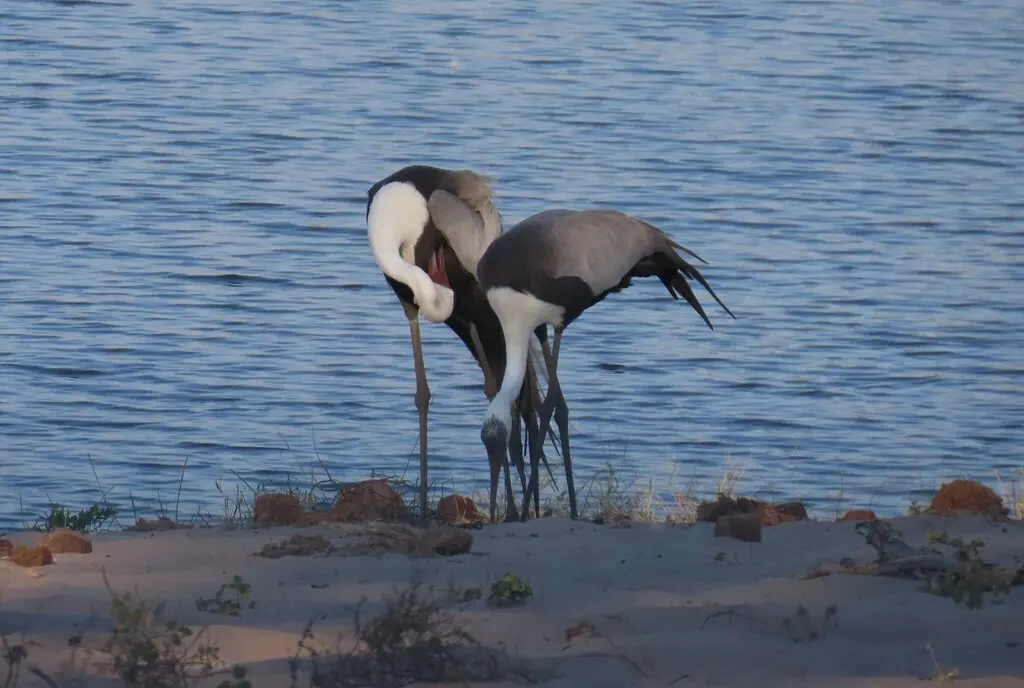 肉垂鹤(Grus carunculata)