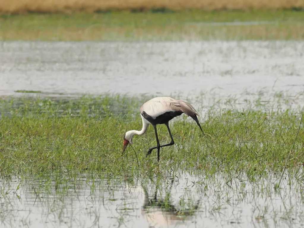 肉垂鹤(Grus carunculata)