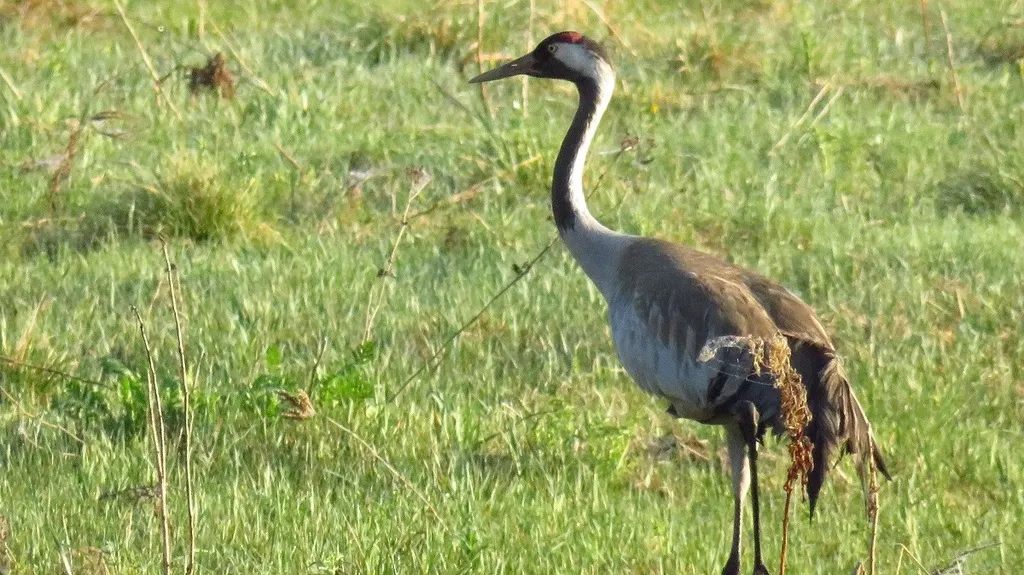 灰鹤(Grus grus)
