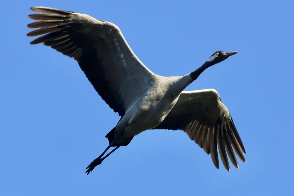灰鹤(Grus grus)