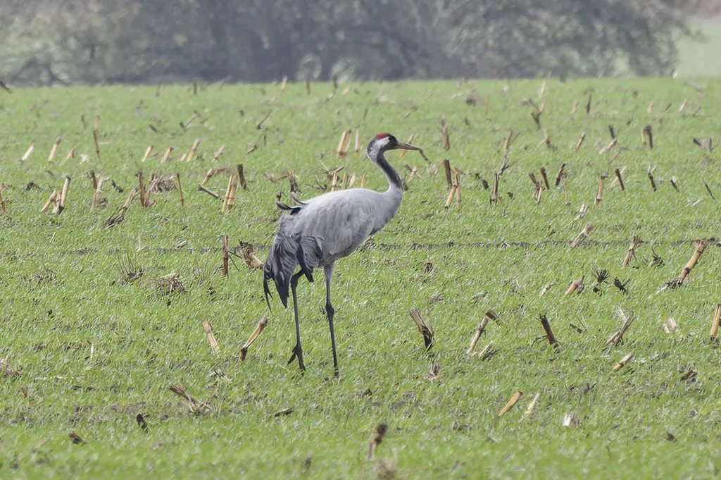 灰鹤(Grus grus)