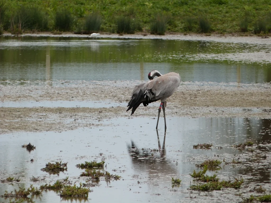 灰鹤(Grus grus)
