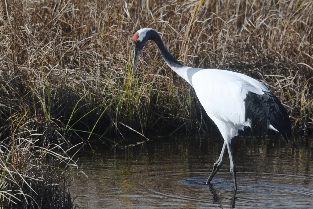 丹顶鹤(Grus japonensis)