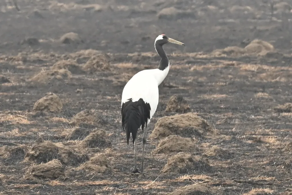 丹顶鹤(Grus japonensis)