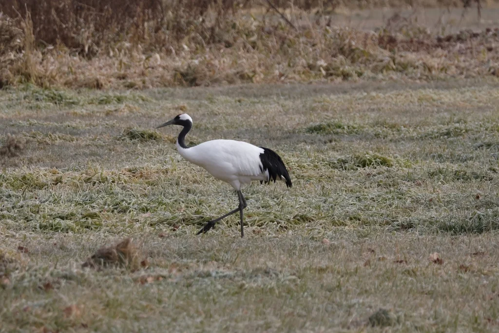 丹顶鹤(Grus japonensis)