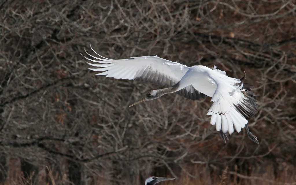 丹顶鹤(Grus japonensis)