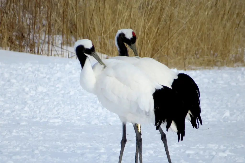 丹顶鹤(Grus japonensis)