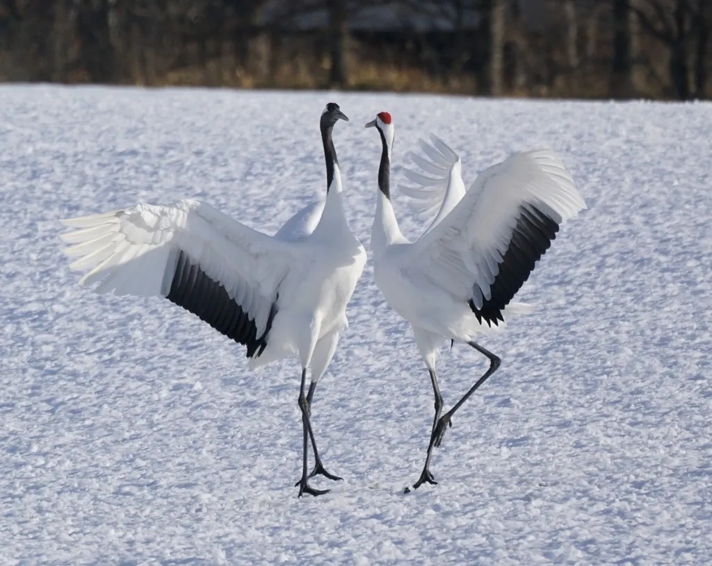 丹顶鹤(Grus japonensis)
