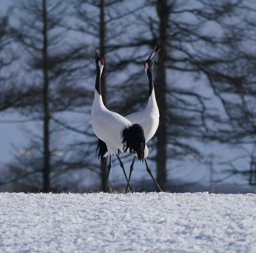 丹顶鹤(Grus japonensis)