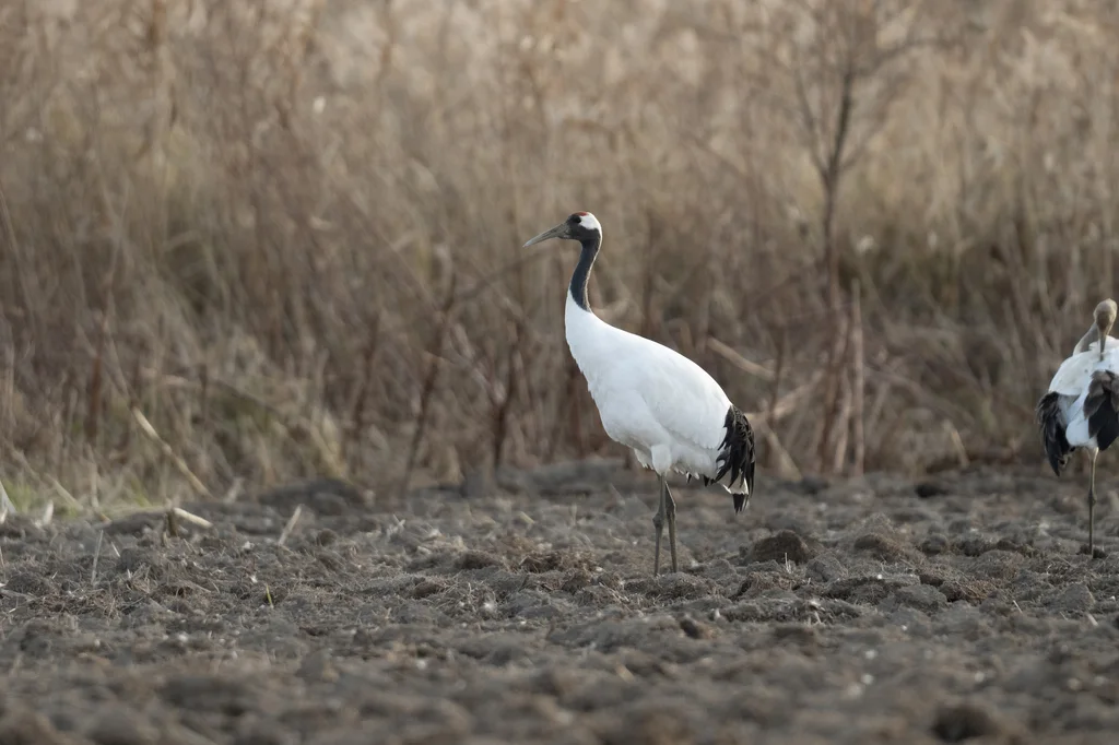 丹顶鹤(Grus japonensis)