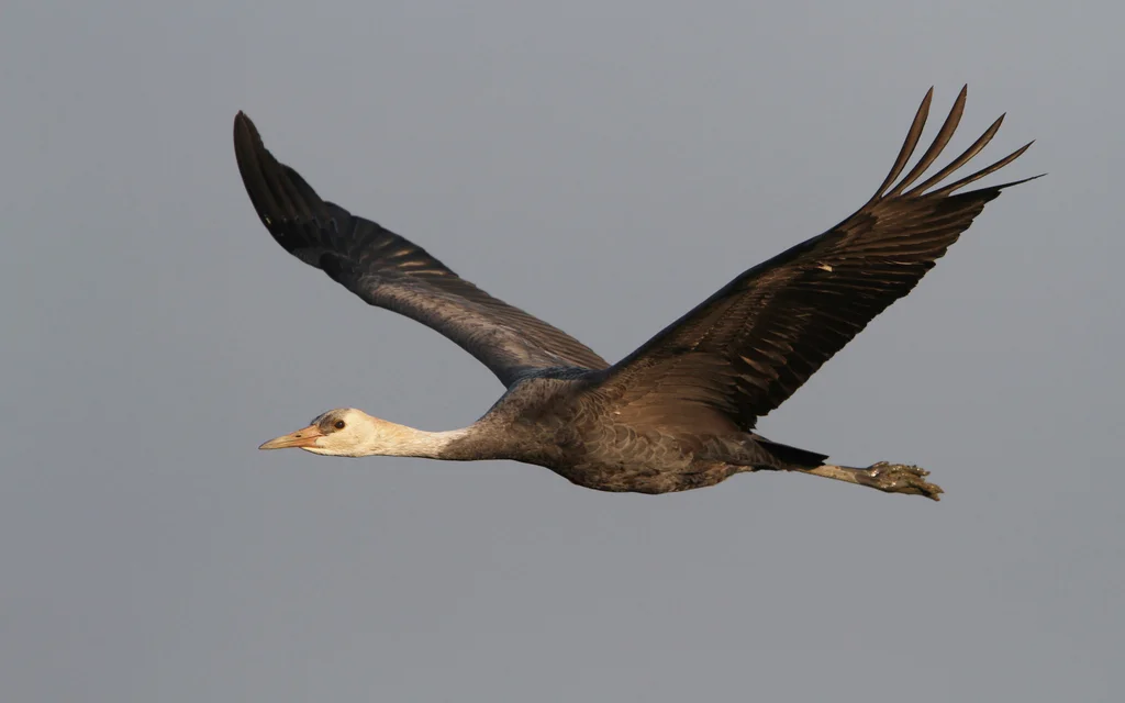 白头鹤(Grus monacha)