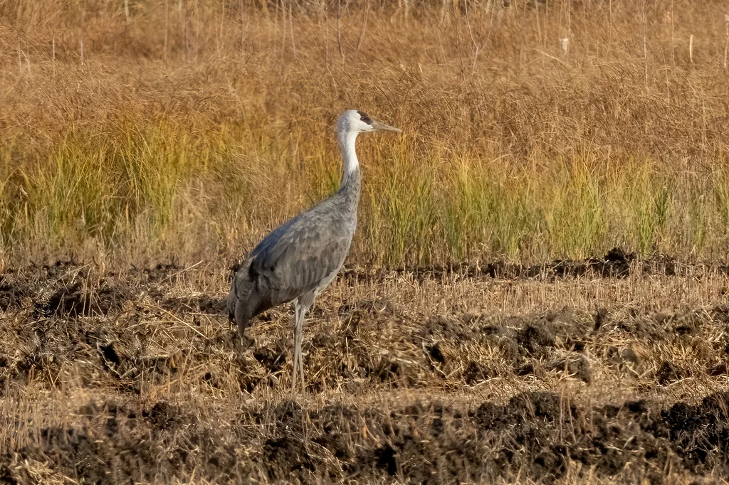 白头鹤(Grus monacha)