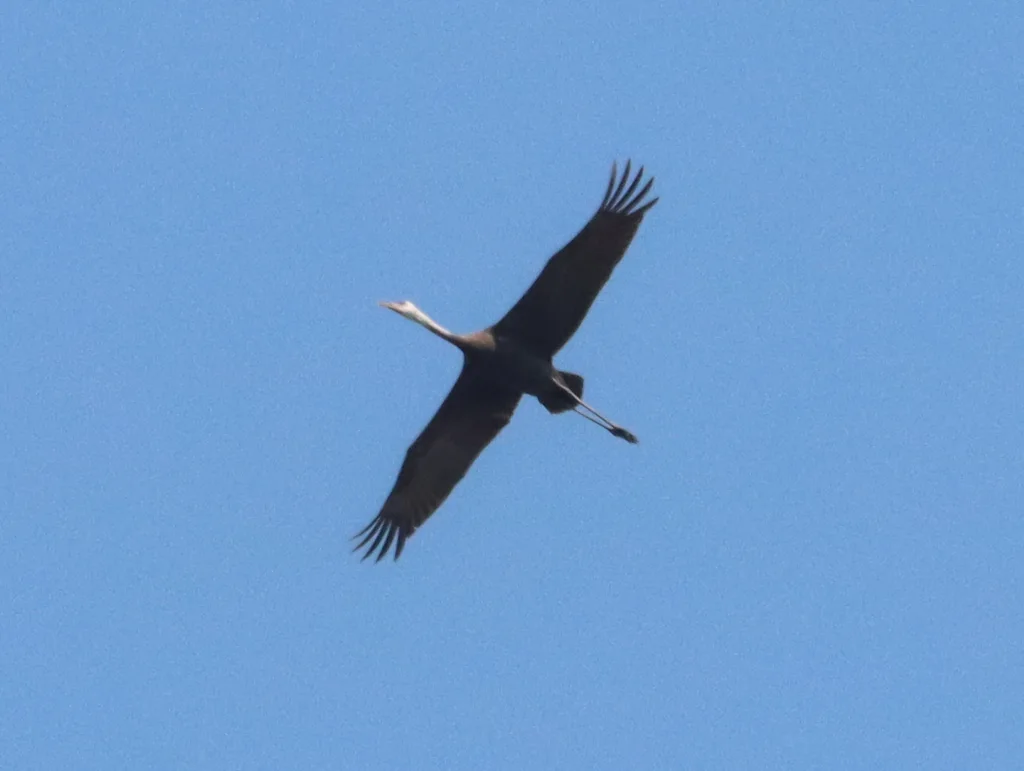 白头鹤(Grus monacha)