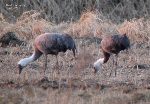 白头鹤(Grus monacha)