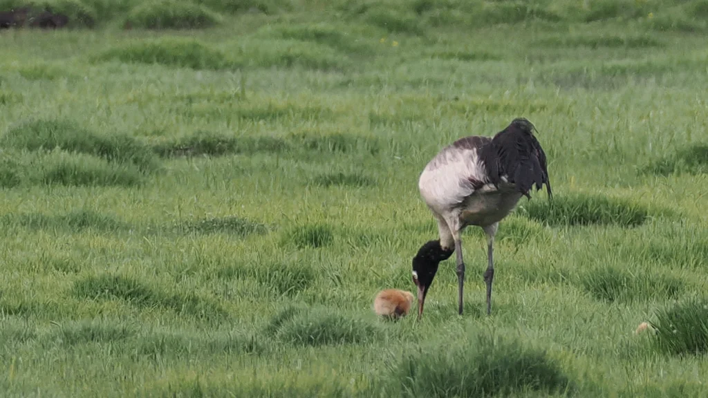 黑颈鹤(Grus nigricollis)