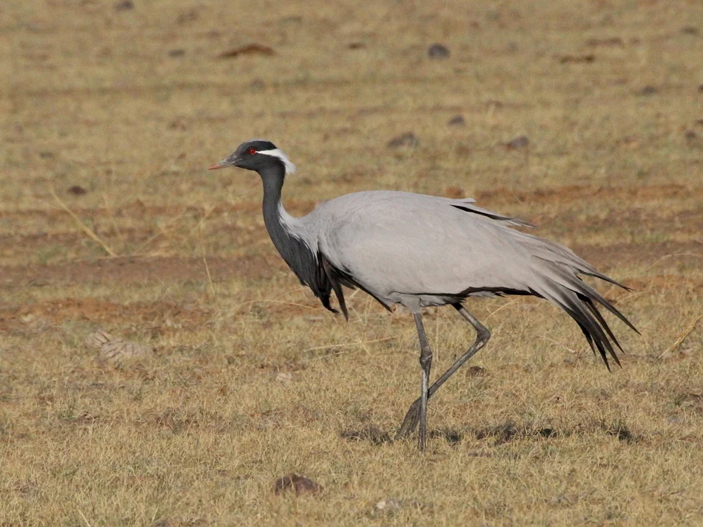 蓑羽鹤(Grus virgo)