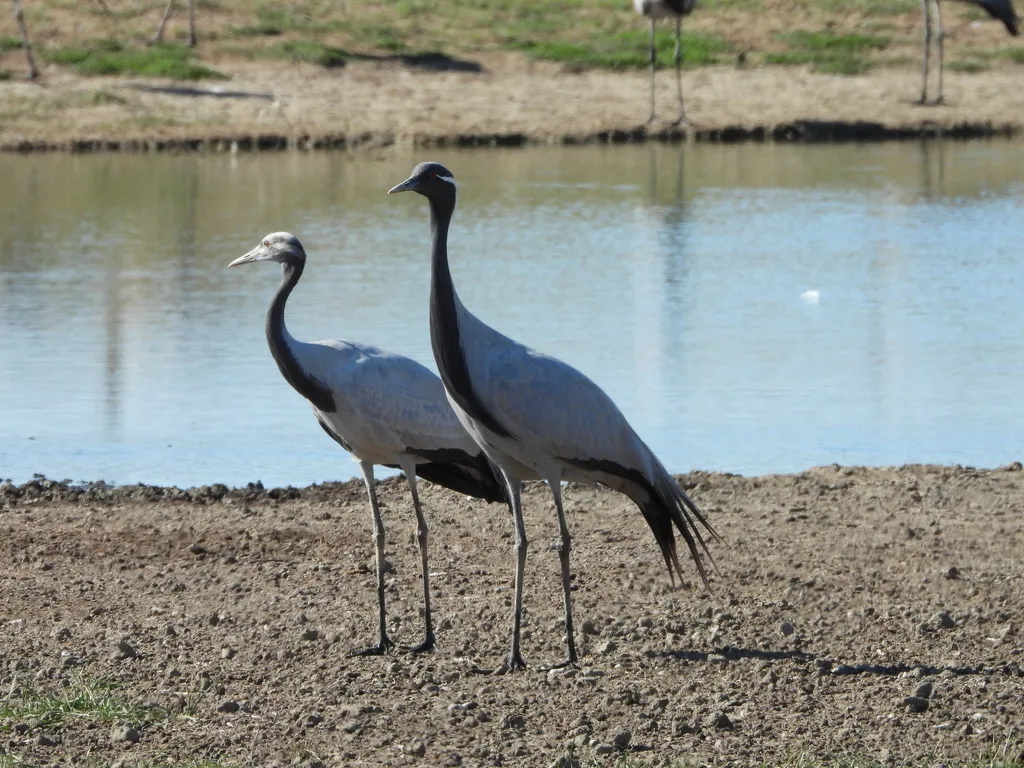 蓑羽鹤(Grus virgo)
