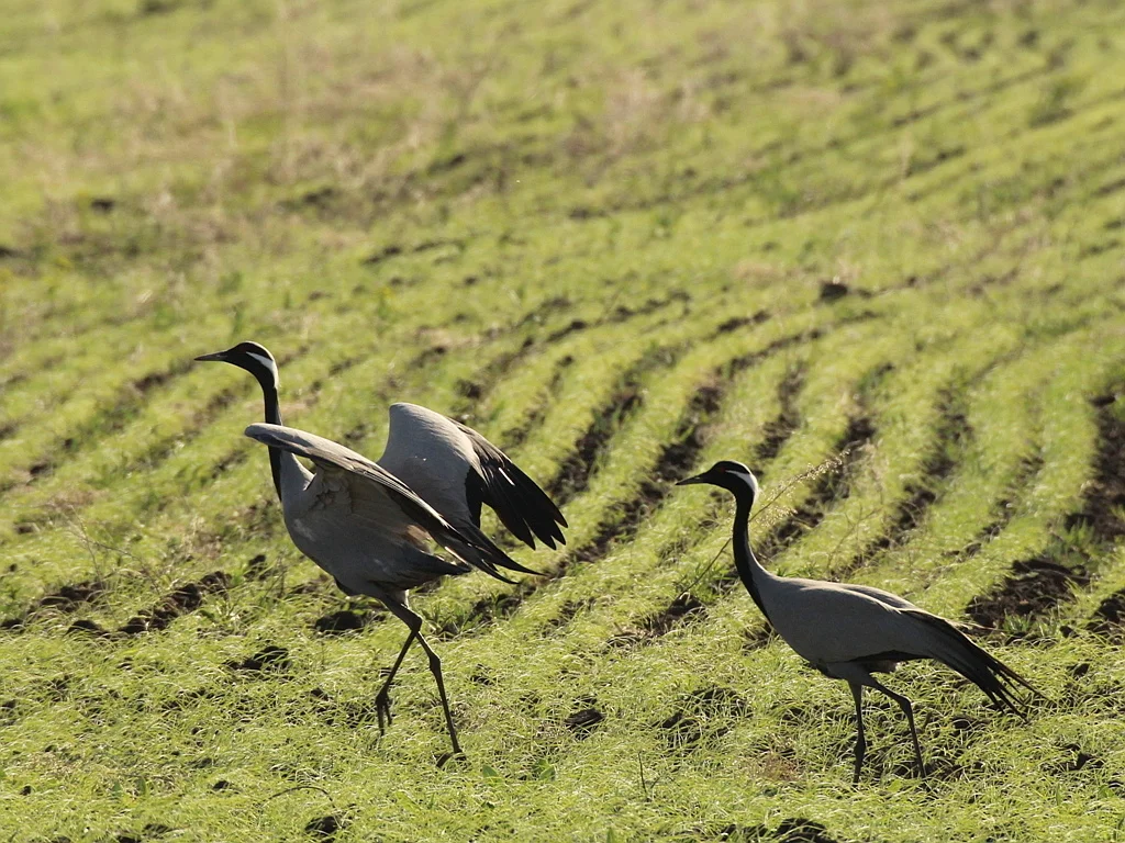 蓑羽鹤(Grus virgo)