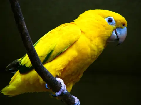 金鹦哥