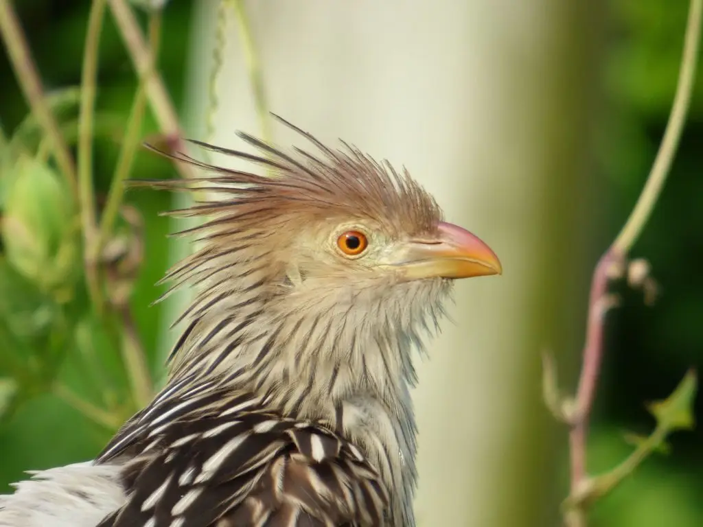 圭拉鹃(Guira guira)