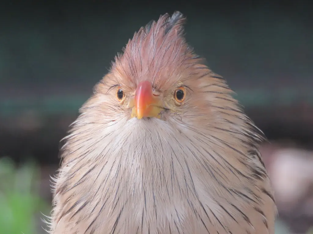 圭拉鹃(Guira guira)