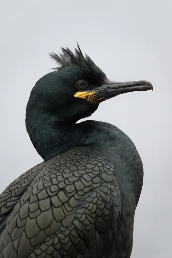 欧鸬鹚(Gulosus aristotelis)