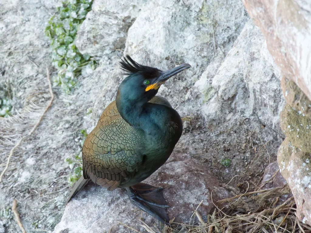 欧鸬鹚(Gulosus aristotelis)