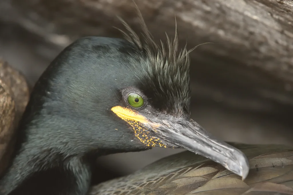 欧鸬鹚(Gulosus aristotelis)