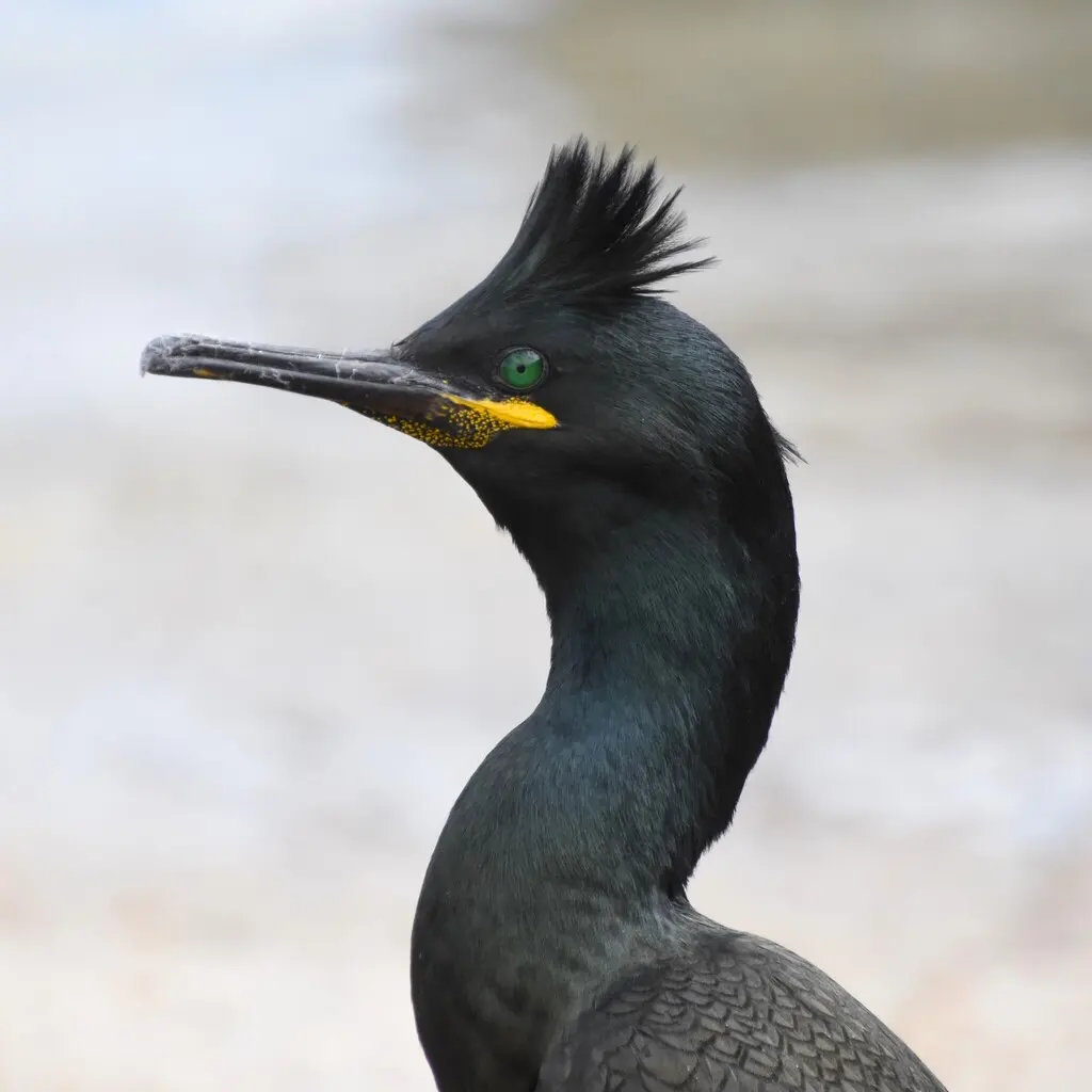 欧鸬鹚(Gulosus aristotelis)