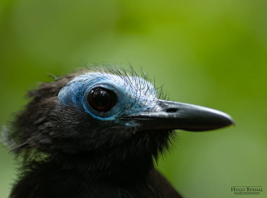 裸顶蚁鸟(Gymnocichla nudiceps)