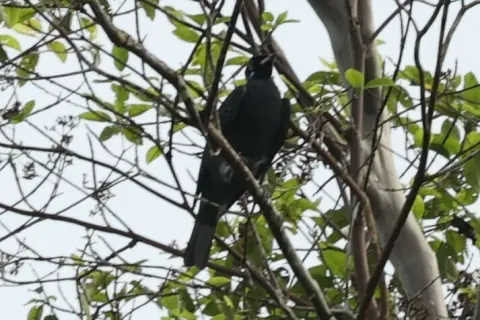 裸颈果伞鸟