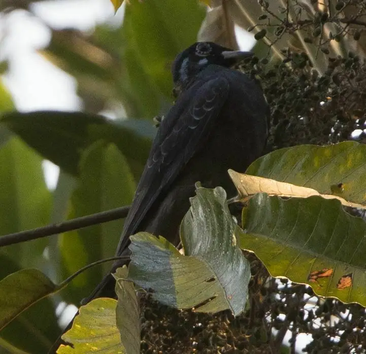 裸颈果伞鸟(Gymnoderus foetidus)