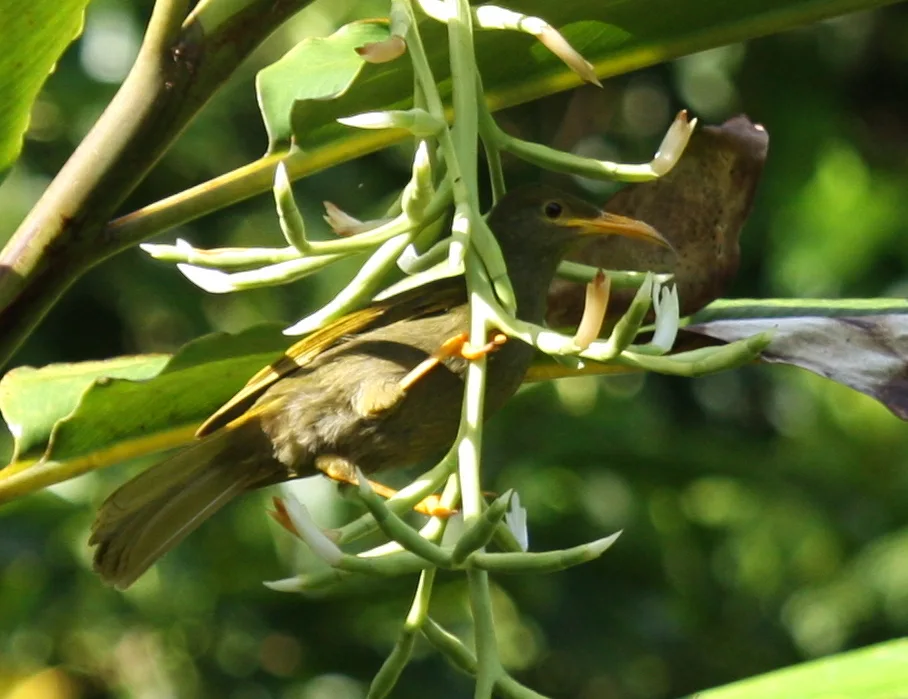 绿裸吸蜜鸟（Gymnomyza viridis）