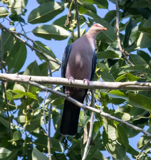 塞兰山鸠