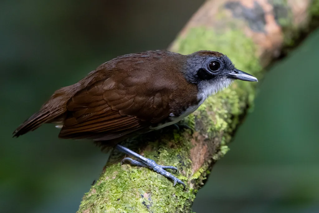 双色蚁鸟(Gymnopithys bicolor)