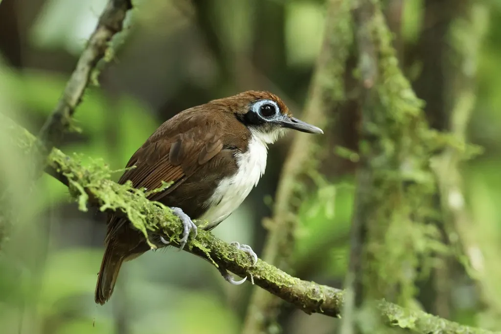 双色蚁鸟(Gymnopithys bicolor)