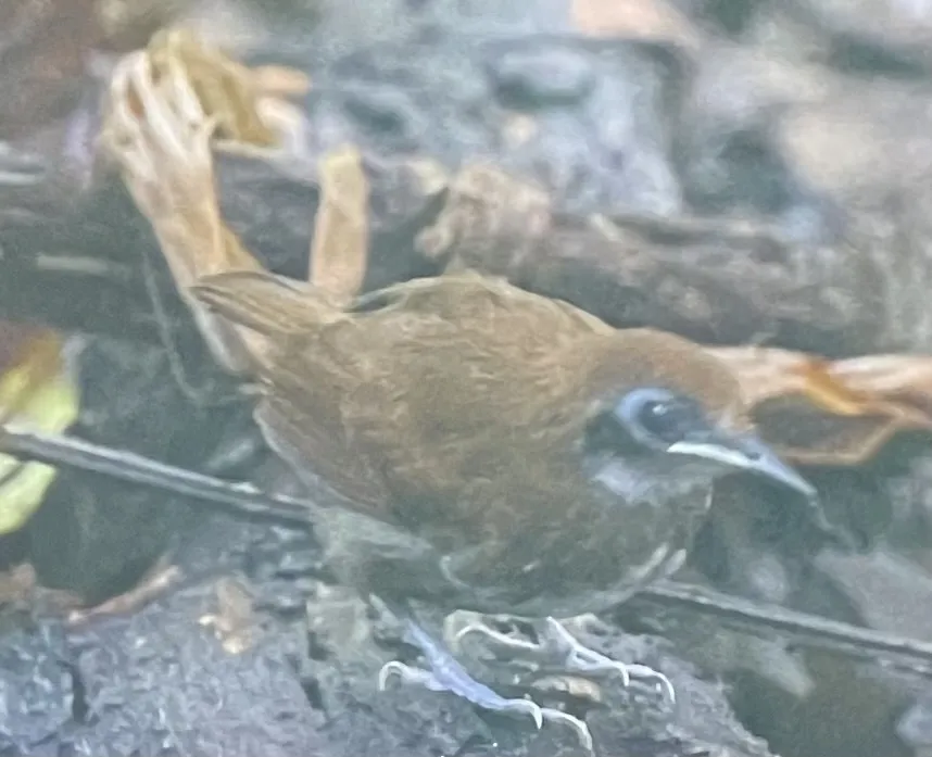 双色蚁鸟(Gymnopithys bicolor)