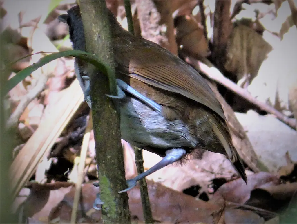 白颊蚁鸟(Gymnopithys leucaspis)