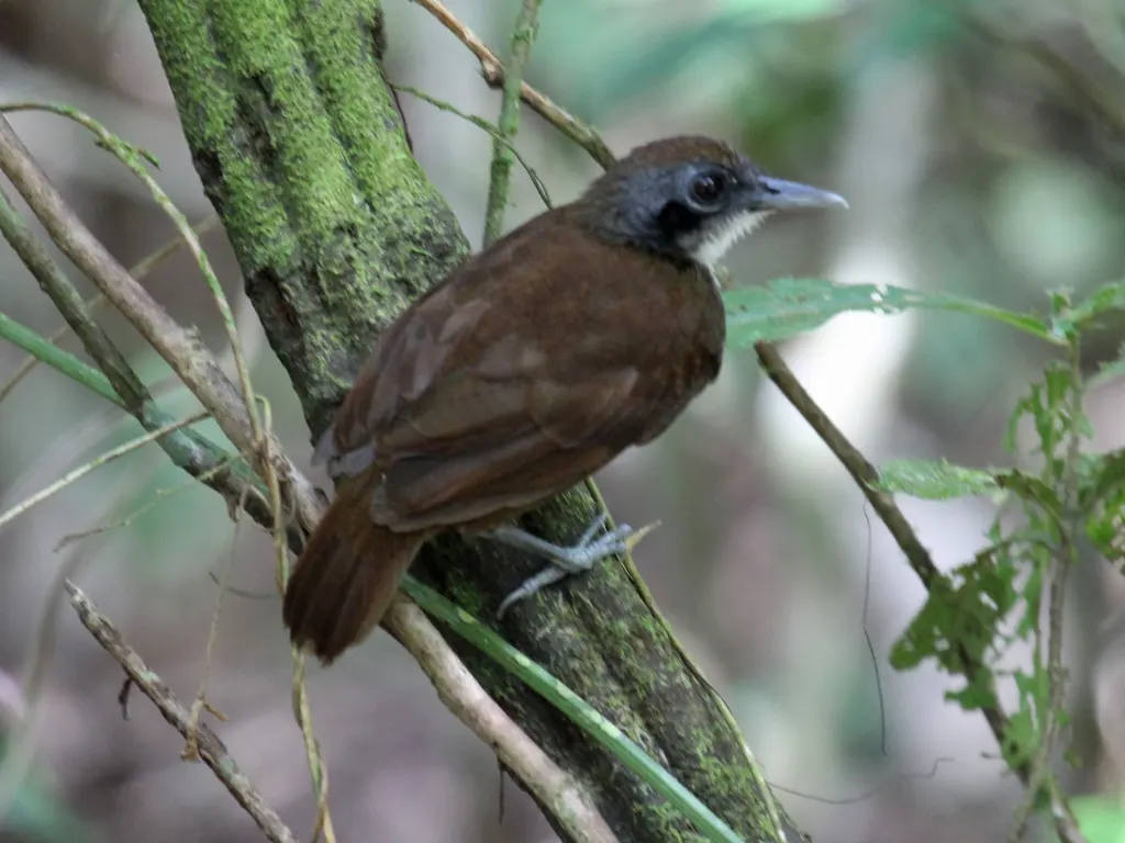 白颊蚁鸟(Gymnopithys leucaspis)