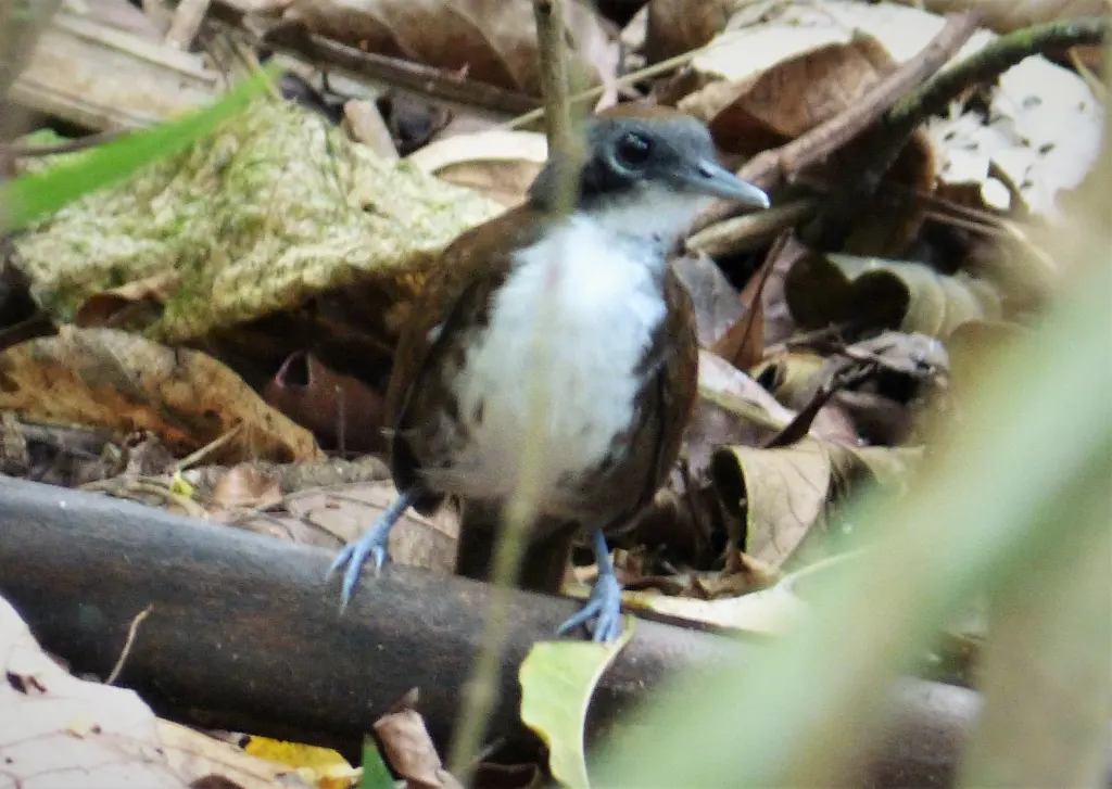 白颊蚁鸟(Gymnopithys leucaspis)